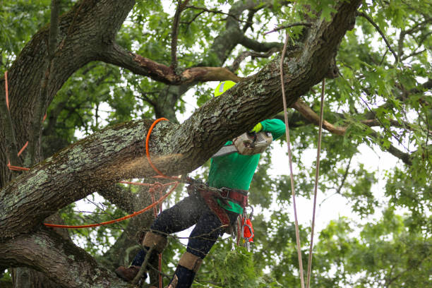 Best Tree Removal Service  in Dulles Town Center, VA